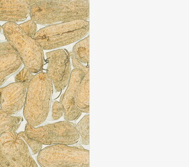 An Illustration of Peanuts, Showing a Small Selection of the Whole Nut Shell with Cracked and Damaged Casings.