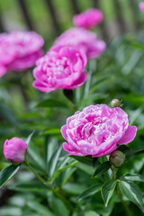 Pink Peony