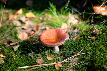 Nahaufnahme eines Pilz im Wald. Pilze sind teilweise giftig und teilweise essbar.
