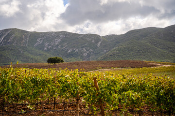 Beautiful landscape with vineyard and tree in Arrabida Natural Park, South from Lisbon, Portugal