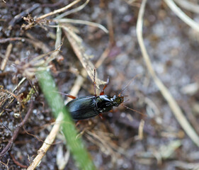 Ein länglicher bläulich schwarzer Käfer krabbelt auf dem Waldboden.