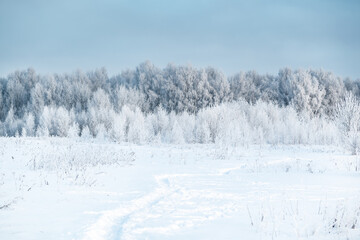 Winter forest covered with white hoarfrost landscape