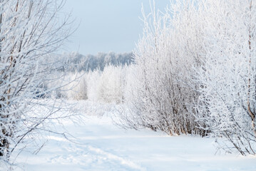 Footpath in snowdrift among rows of bushes covered with white hoarfrost