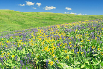 field of flowers