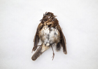 Small dead bird frozen on the ground in the snow, top view. Sparrow or songbird deceased due to...