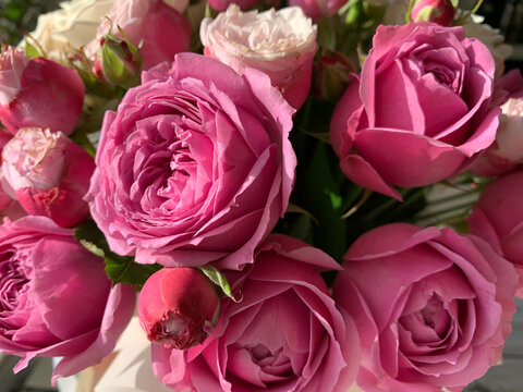 Delicate buds of pink peonies close up. Bouquet of white and pink flowers, photo background.