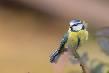 M&eacute;sange bleue