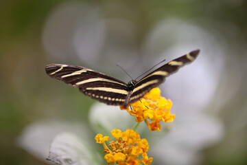 Fototapeta na wymiar Portrait eines tropischen Schmetterlings auf einer Pflanze.