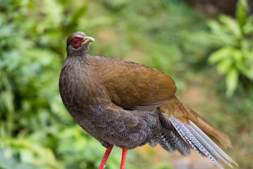 Lophura edwardsi at zoo park