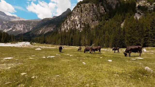 Alpine Landscape in the Dolomites with Grazing Cows
