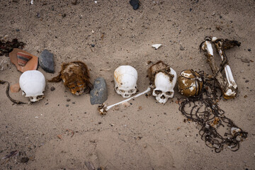 line of pre inca skulls on a profaned cemetery in Nasca Nazca Cahuachi. The skin and hair still on them