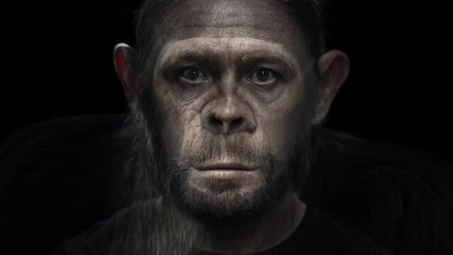 Portrait morph. Man turns into monkey. Adult caucasian man (Homo sapiens) slowly morphs into chimpanzee (Pan troglodytes)