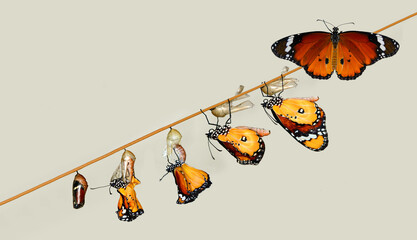 Amazing moment ,Monarch Butterfly , caterpillar, pupa and emerging with clipping path.