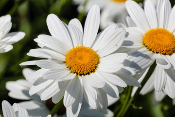 Fototapeta premium White daisies with yellow centers