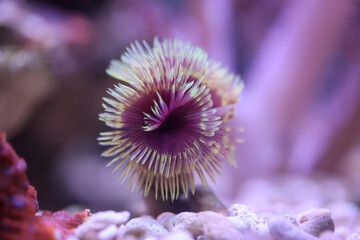 Ein Kalkröhrenwurm, Röhrenwurm im Aquarium.
