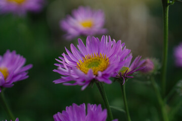 Fototapeta premium aster flowers in the garden