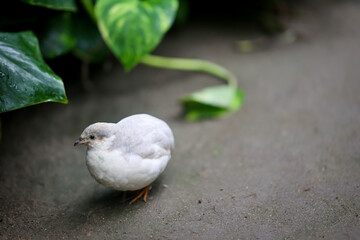 Nahaufnahme, Portrait einer Zwergwachtel, eine Art der Fasanenartigen (Phasianidae)
