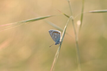 una farfalla su un filo d'erba al tramonto