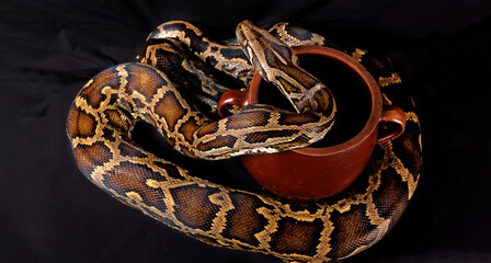 Obraz premium A large colorful python at a clay pot on a black background. A pet snake in a pot