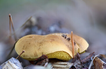 Nahaufnahme eines Pilz im Wald. Pilze sind teilweise giftig und teilweise essbar.