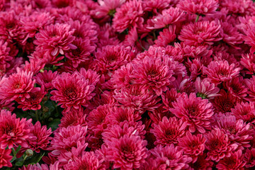 multi-colored flower beds of beautiful chrysanthemums