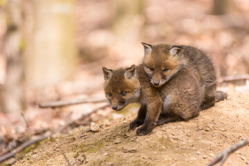 Junge Fuchswelpen im Wald