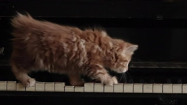 amazing Kurilian Bobtail kitten, red cat funny cute walking on piano