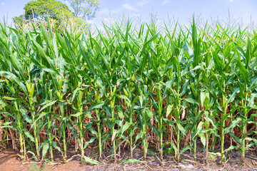 Obraz premium AGRO MILHO