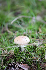 Nahaufnahme eines Pilz im Wald. Pilze sind teilweise giftig und teilweise essbar.