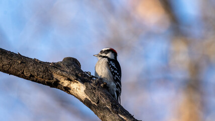 Downy Woodpecker in tree