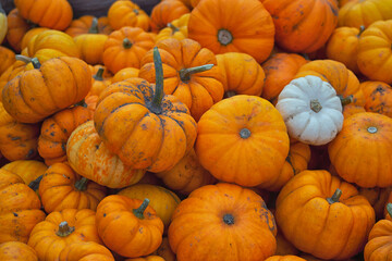 Fall Pumpkins, Orange and white