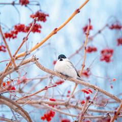 A small bird in the forest on the branches with red fruits.