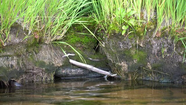 A snake or viper climbs the shore of a forest lake. Plant roots and clear water. High quality 4k footage