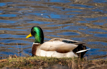 Mallard Duck in the water