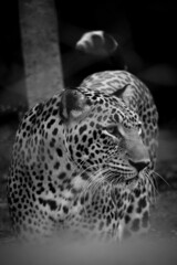 Close up portrait of leopard. Angry and wild big cat in dark background. Black and white image of a leopard.