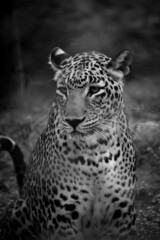 Close up portrait of leopard. Angry and wild big cat in dark background. Black and white image of a leopard.