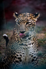 Close up portrait of leopard. Angry and wild big cat in nature background. Wild hungry leopard.