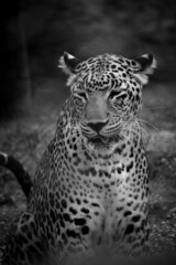 The portrait of Indian leopard. Wild leopard resting in the forest. Cat family.