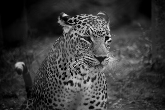 The portrait of Indian leopard. Wild leopard resting in the forest. Cat family.