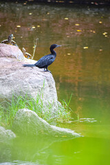Beautiful cormorant or darter bird resting near the pond for fishing. Hungry bird.