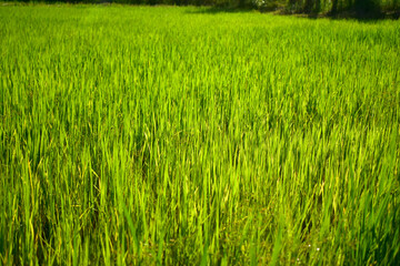 Beautiful green rice field on rice paddy with sunny light in day time.