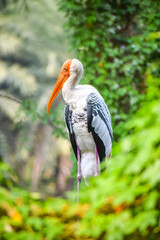 Painted stork. Tall wader bird standing on a tree covered with green bushes. Mycteria leucocephala.