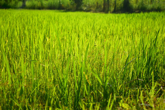 Landscrape of rice field on rice paddy with beautiful sunny light. Green nature background.