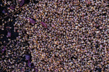 Grape seed background. Waste product within winemaking process.