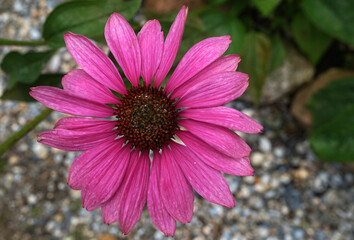 Obraz premium Close up of a dark pink Echinacea purpurea flower