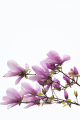 Purple flowers. White background.