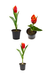 Tulip in a pot isolated on white background.