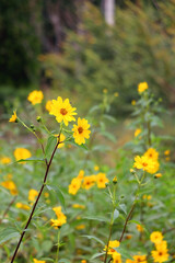 Obraz premium Ox Eye Sunflowers growing in a garden. Selective focus.