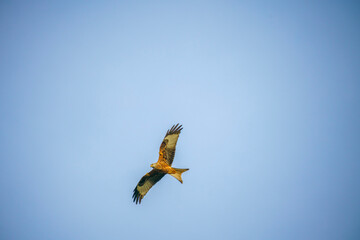 a red kite (Milvus milvus) soaring with wings fully extended under a clear blue winter UK sky