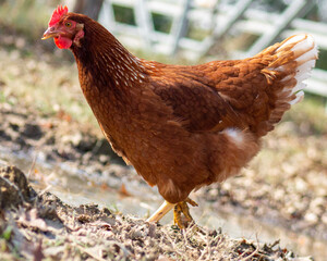 Red Hen Profile